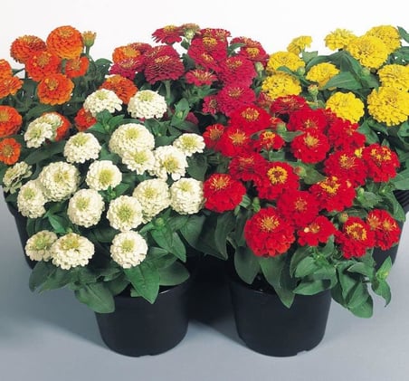 Kirli Hanım Çiçeği Tohumu (Büyük Çiçekli Zinnia) Karışık Renkli - 5 Tohum