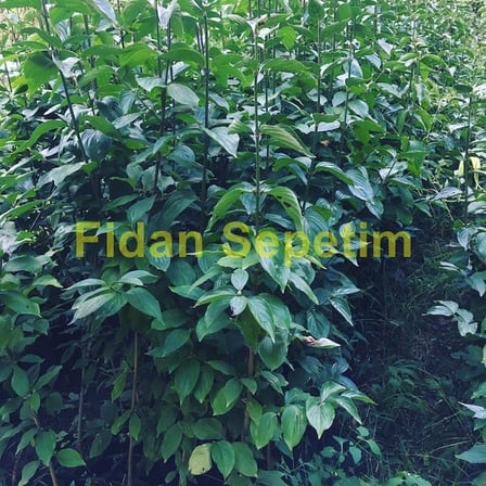 Fidan Sepetim 3 Yaş Aşılı Kızılcık Fidanı
