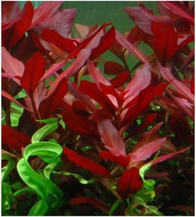 Ludwigia Repens Rubin Saksı- Canlı Bitki