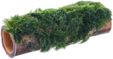 Marimo Moss Bambu Canlı Bitki