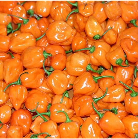 20 Adet Turuncu Habanero Acı Biber Tohumu