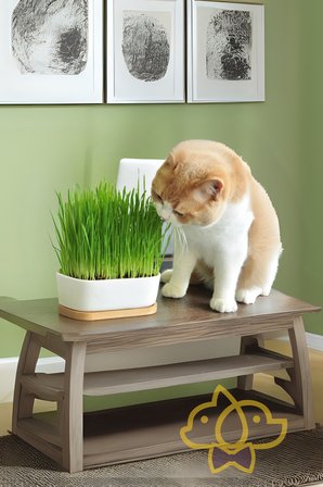  Doğal Organik Fileli Kedi Çimi Seti 5'Li