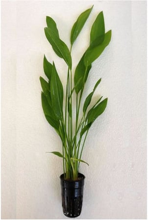 Echinodorus Argentinensis Saksı Canlı Bitki P056