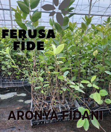 Aronya Fidanı 4 Yaş 80-100 cm Boy