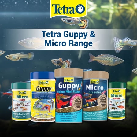 Tetra Guppy Colour Mini Flakes Pul Lepistes Yemi 100ml