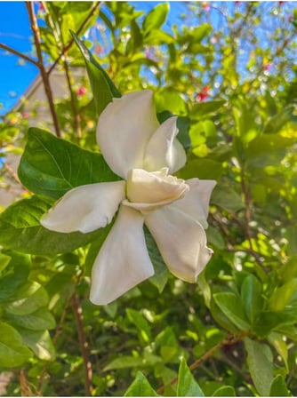 Videolu Efsane Kokulu Hediyelik 1 Adet Gardenya Çiçeği Saksılı 30-45Cm (Gardenia Flower)