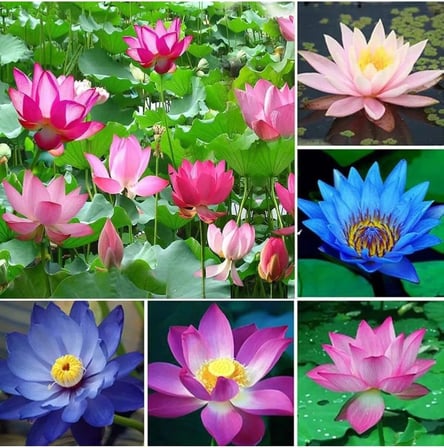 20 Adet Lotus Çiçeği Tohumu Nilüfer Çiçeği Karışık Renkli Orjinal Lotus Su ve Toprakta Yetişir