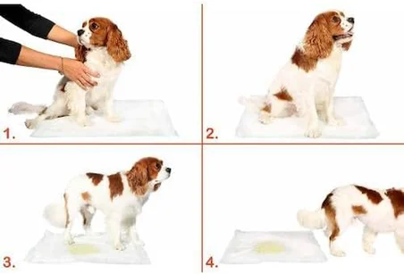 Evcil Hayvan Petzoom Yavru Köpek Çiş Eğitim Pedi 30 adet