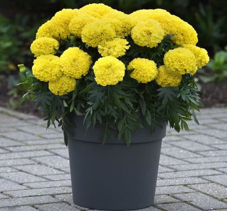 Kadife Çiçeği (Marigold Büyük Çiçek) Sarı Renkli - 10 Tohum