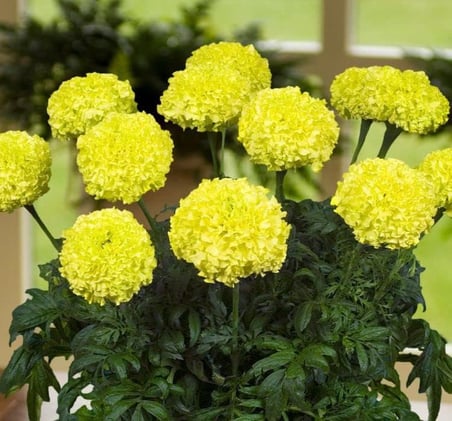 Kadife Çiçeği (Marigold Büyük Çiçek) Sarı Renkli - 10 Tohum