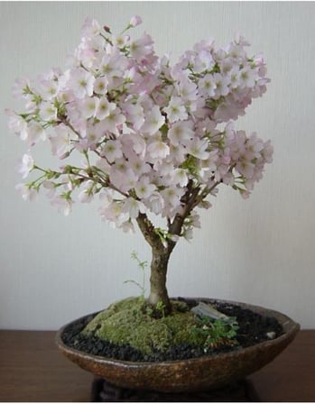 Dashing Look Beyaz Çiçekli Bahardalı Bonsai Ağacı Tohumu-10 Adet TH-2022dshnglkthm085
