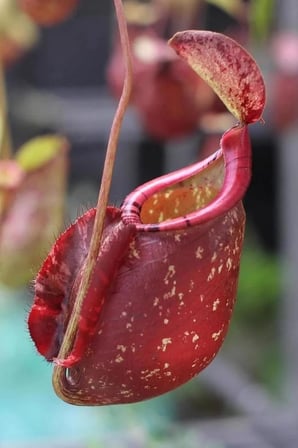 Dashing Look Sinek Kapan Etobur Bitki Nepenthes Fly Trap Tohumu / 5 Adet Tohum TH-thmcmthm431