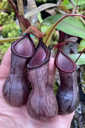 Dashing Look Sinek Kapan Etobur Bitki Nepenthes Fly Trap Tohumu / 5 Adet Tohum TH-thmcmthm431