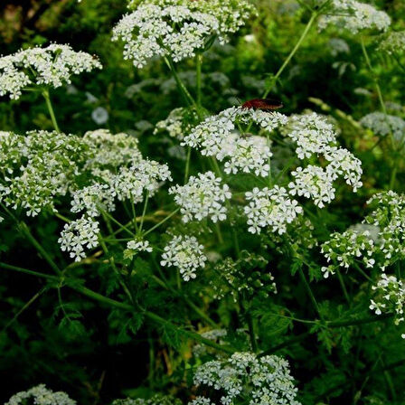 Ata Tohumları Geleneksel İlaçsız Anason Tohumu (1 kg)