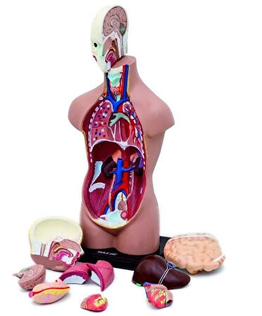 İnsan Vücudu Büyük 50 Cm 11 Adet Sök Tak, Tak Çıkar Parça İnsan Anatomisi