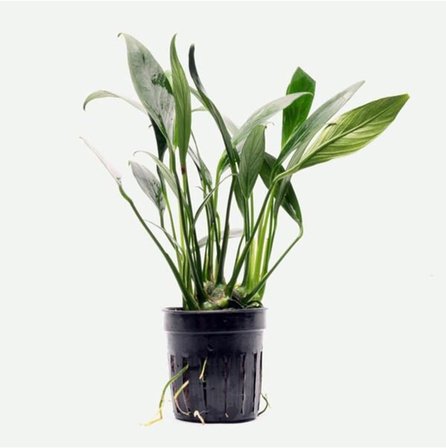 Anubias Congensis 5-6 Yapraklı Kök Canlı Bitki