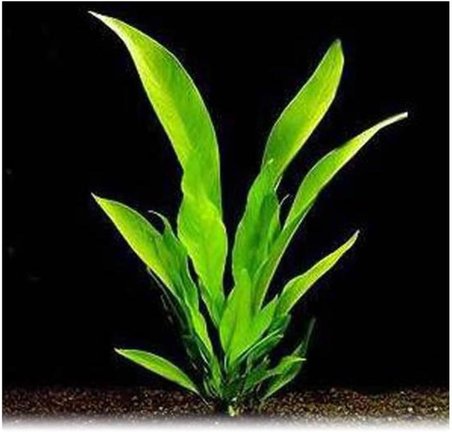 Anubias Congensis 5-6 Yapraklı Kök Canlı Bitki