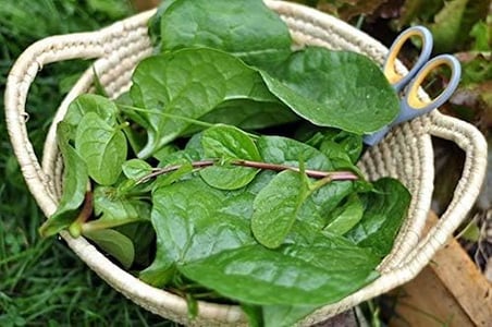 MALABAR ISPANAĞI TOHUMU