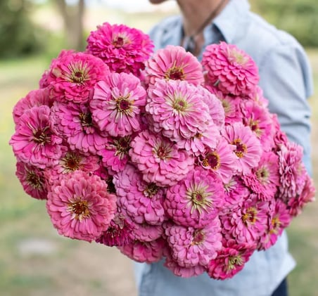 Zinnia - Kirli Hanım Tohumu (Dev çiçekli, Uzun Boylu) - Pembe Renkli - 5 Tohum