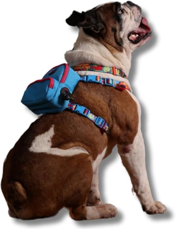 Gimme Five Mavi Çantalı Göğüs Tasması, Köpek Sırt Çantası – Göğüs Tasması İşlevli, Geri Dönüştürülmüş Malzeme, Ayarlanabilir, Çok Cepli, 5 Renk Seçenekli, Small Recycled