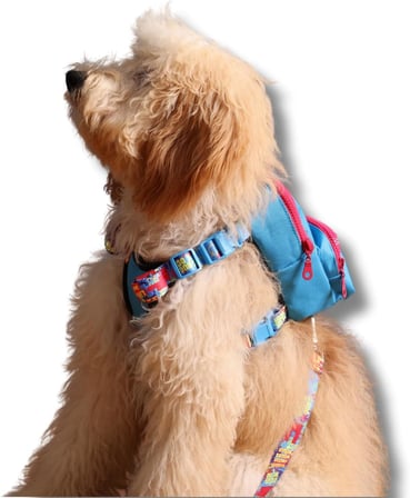 Gimme Five Mavi Çantalı Göğüs Tasması, Köpek Sırt Çantası – Göğüs Tasması İşlevli, Geri Dönüştürülmüş Malzeme, Ayarlanabilir, Çok Cepli, 5 Renk Seçenekli, Small Recycled