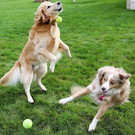 Jouis Köpek Oyuncağı Tenis Topu 2'li Büyük Boy – Dayanıklı Kauçuk İç Yapı, Diş Dostu Yumuşak Keçe Kaplama, Suya Dayanıklı, Hafif ve Esnek Yapı – Küçük ve Orta Irk Köpekler İçin Getir-Oyunu Topu
