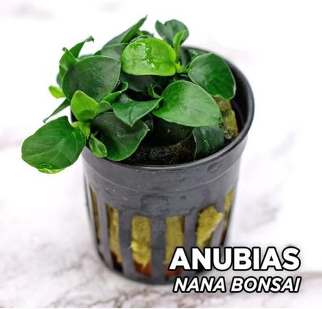 Anubias Nana Bonsai Saksı Canlı Bitki