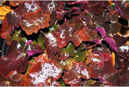 Tohum Dünyam 20 Adet Palace Purple Heuchera/Coral Bells Micrantha Tohumu