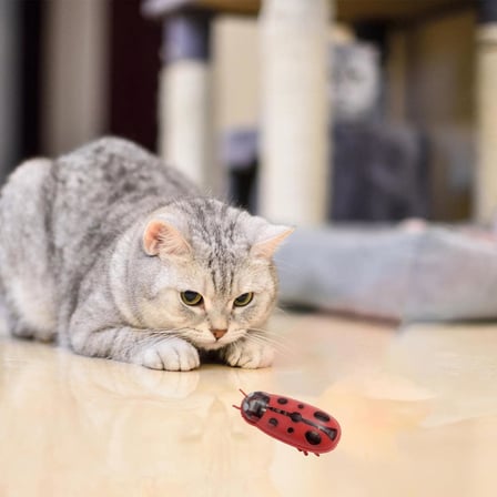 Uğur Böceği Hareketli Kedi Oyuncağı, Otomatik Hareket Eden Uğur Böceği Şeklinde Kedi Oyuncağı