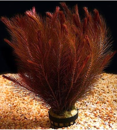 Rotala Wallichii Red Bağ 8-10 Kök Canlı Bitki 413142