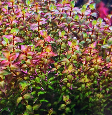 Rotala Macrandra Mini Pink Akvaryum Bitkileri Akvaryum Bitkisi 5 Dal