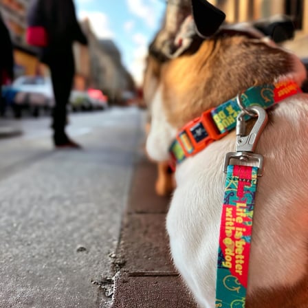 Desıgn, Recycled, Köpek Gezdirme Kayışı Yeşil,Geri Dönüştürülmüş, Kadifemsi Dokulu, Çift Kilitli Karabina Kanca, 360° Dönüşlü,