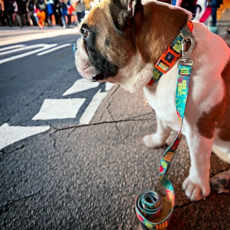 Desıgn, Recycled, Köpek Gezdirme Kayışı Yeşil,Geri Dönüştürülmüş, Kadifemsi Dokulu, Çift Kilitli Karabina Kanca, 360° Dönüşlü,