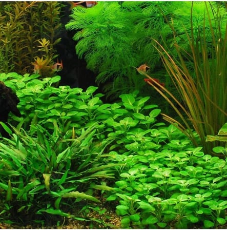 Lobelia Cardinalis Saksı Canlı Bitki