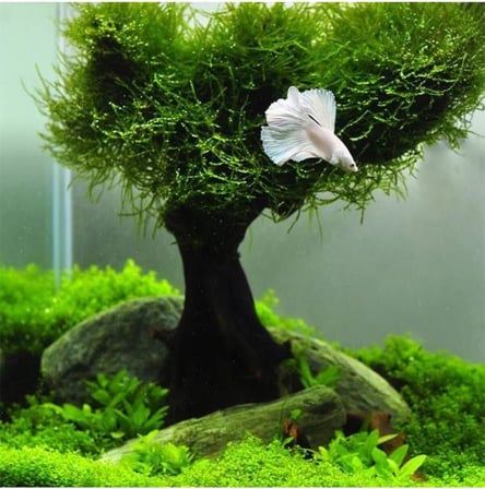 Vesicularia Dubyana Java Moss 10x10cm Canlı Bitki