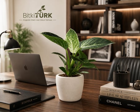 İthal Philodendron Birkin Canlı İç Mekan Bitkisi Beyaz Beton Saksıda Dekoratif Salon Ofis Bitkisi