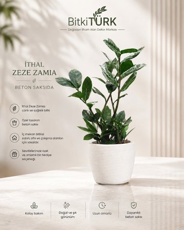 İthal Zeze Zamia Canlı İç Mekan Bitkisi Beyaz Beton Saksıda Dekoratif Salon Ofis Bitkisi