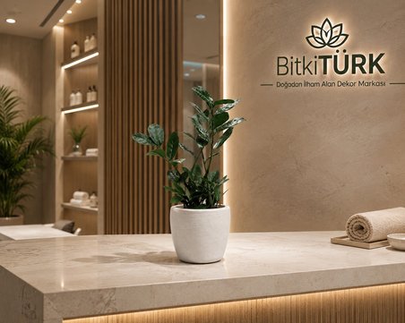 İthal Zeze Zamia Canlı İç Mekan Bitkisi Beyaz Beton Saksıda Dekoratif Salon Ofis Bitkisi