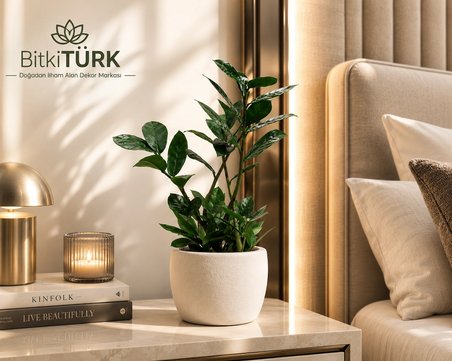 İthal Zeze Zamia Canlı İç Mekan Bitkisi Beyaz Beton Saksıda Dekoratif Salon Ofis Bitkisi