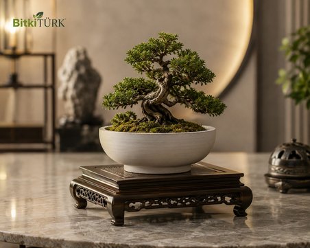 Dekoratif Beton Saksı 20 cm El Yapımı Çok Amaçlı Beton Kase Saksı Sukulent Kaktüs Bonsai Mumluk Meyvelik Organizer