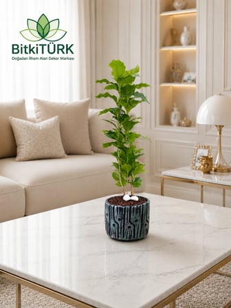 İthal Kahve Bitkisi (Coffea Arabica) El Yapımı Beton Saksıda | Canlı İç Mekan Süsü | Ev ve Ofis Dekoru