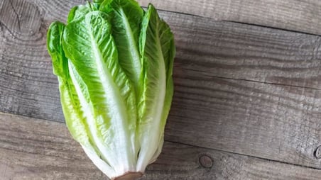 100 Adet Parris Island Romaine Marul Tohumu