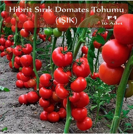 Hibrit Sırık Domates Tohumu Işık 10 Adet F1 Hibrit Domates Tohumu