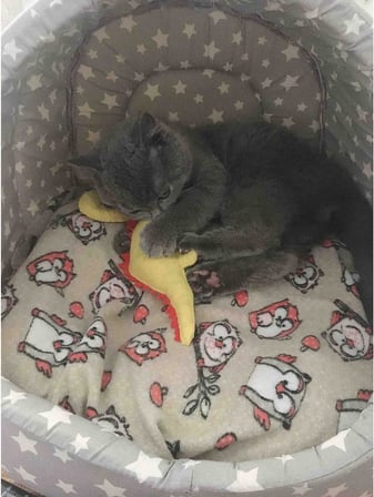 Dino Dino 24 Cm Catnip + Kedi Zili
