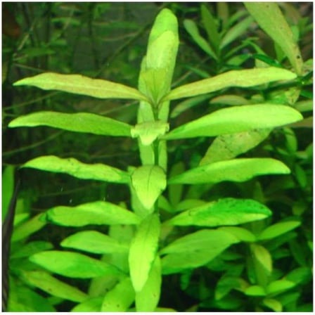 Hygrophila Polysperma Ceylon Zeytin Saksı- Canlı Bitki