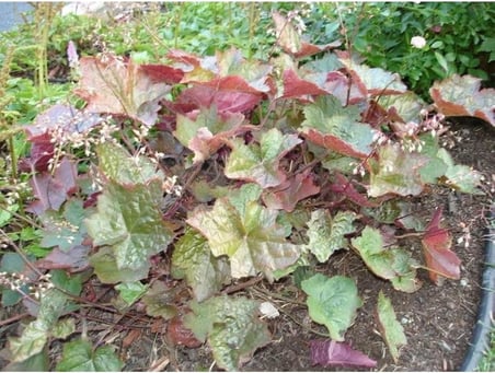 Tohum Dünyam 20 Adet Palace Purple Heuchera/Coral Bells Micrantha Tohumu
