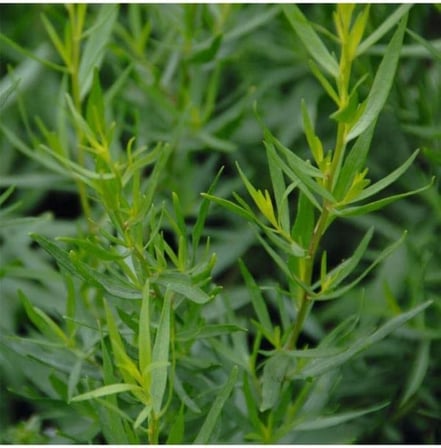 50 Adet Tarhun Tohumu (Artemisia Dracunculus L.)