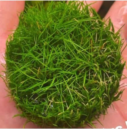 Mini Parvula In Vitro Cup Canlı Bitki