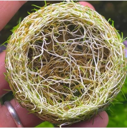 Mini Parvula In Vitro Cup Canlı Bitki