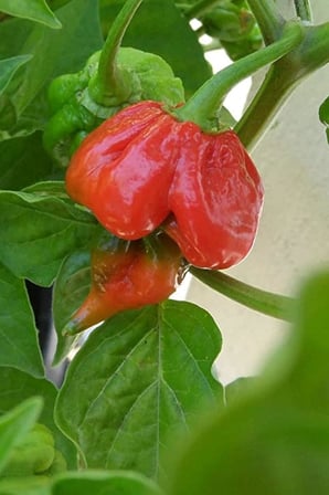 Dünyanın En Acısı Trinidad Scorpion Biber Tohumu / 5+ Adet Tohum